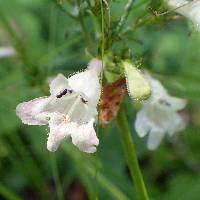 Penstemon digitalis image