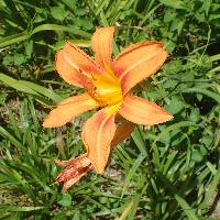 Hemerocallis fulva image