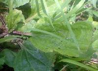 Plantago rugelii image