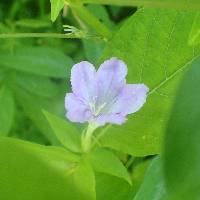 Ruellia strepens image