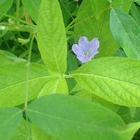 Ruellia strepens image