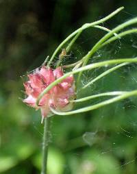 Allium vineale image