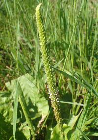 Plantago rugelii image