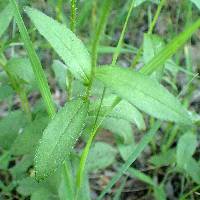 Rudbeckia hirta var. pulcherrima image