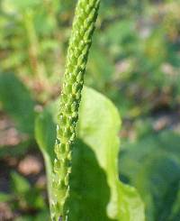 Plantago rugelii image