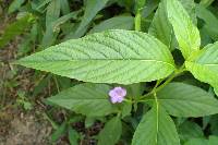 Ruellia strepens image