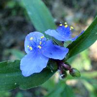 Tradescantia ohiensis image