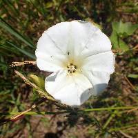 Calystegia silvatica subsp. fraterniflora image