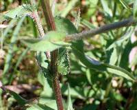 Cichorium intybus image