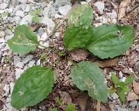 Plantago rugelii image