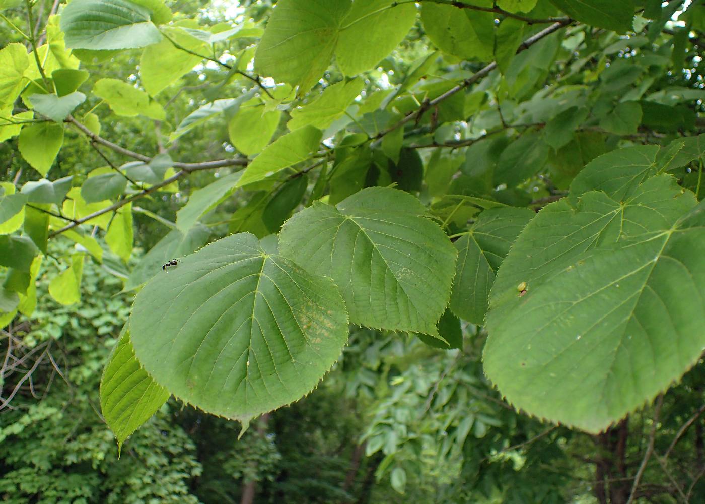 Tilia americana var. americana image