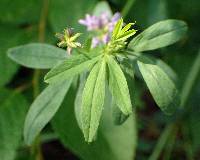 Medicago sativa subsp. sativa image