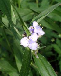 Tradescantia subaspera image