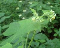 Polymnia canadensis image