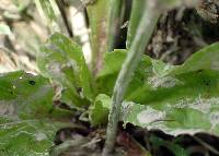 Plantago rugelii image