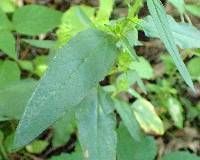 Prunella vulgaris subsp. lanceolata image