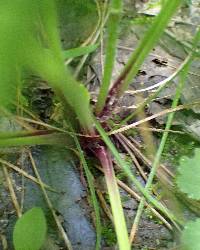 Plantago rugelii image