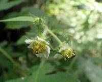 Polymnia canadensis image