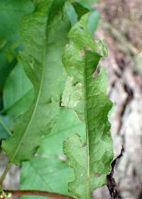 Rumex crispus image