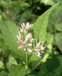 Eutrochium purpureum var. purpureum image