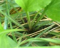 Plantago rugelii image