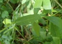 Phlox paniculata image