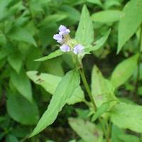 Prunella vulgaris subsp. lanceolata image