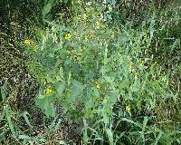 Rudbeckia triloba image