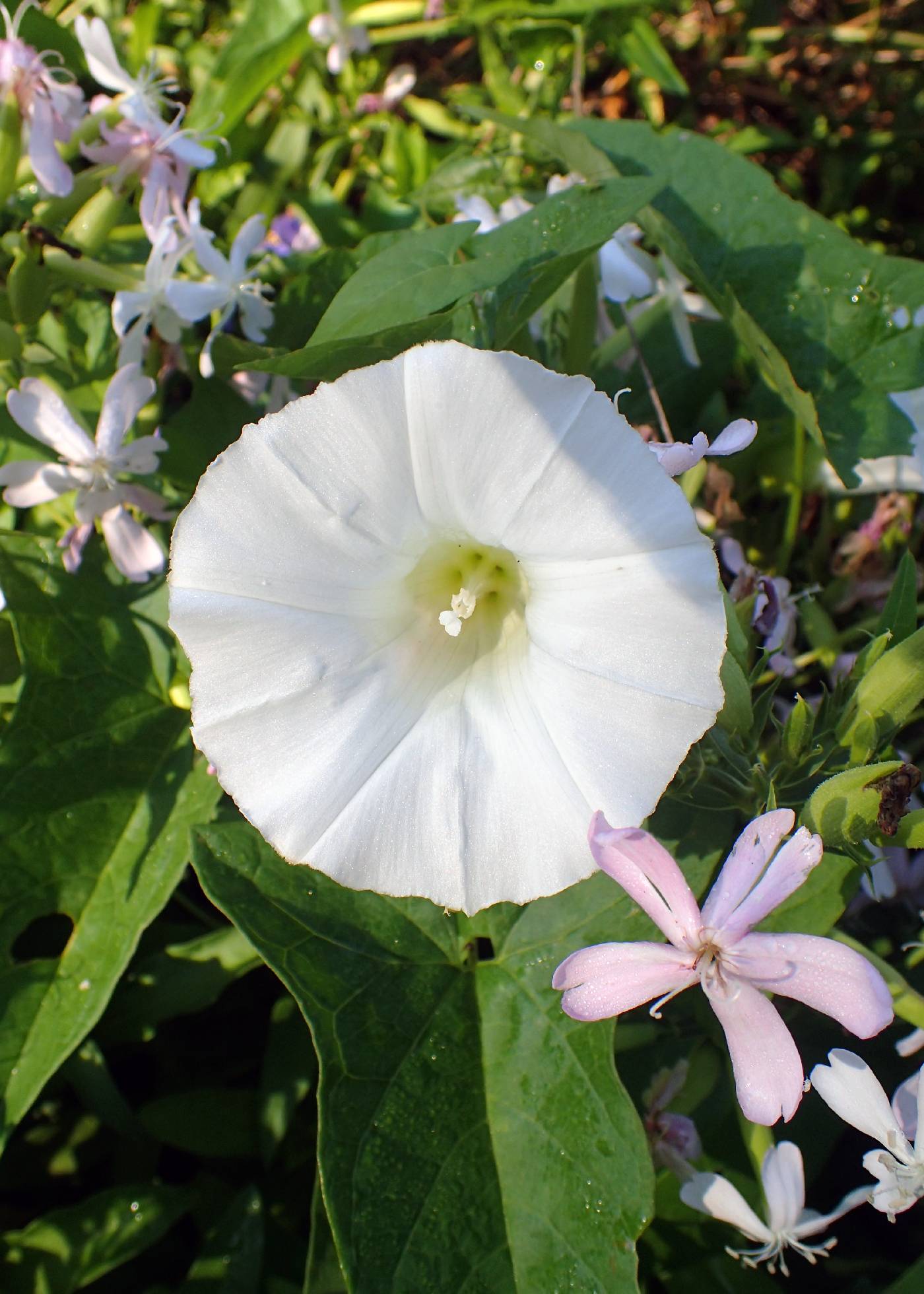 Calystegia sepium subsp. angulata image