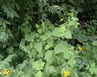 Polymnia canadensis image