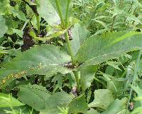 Silphium perfoliatum image