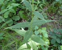 Eupatorium sessilifolium image
