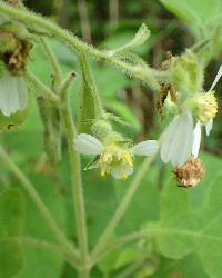 Polymnia canadensis image