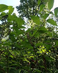 Phytolacca americana var. americana image