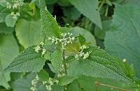 Ageratina altissima var. altissima image