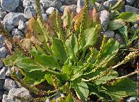Plantago rugelii image