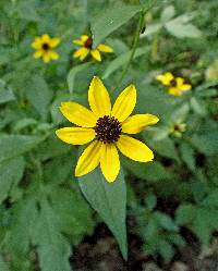 Rudbeckia triloba image