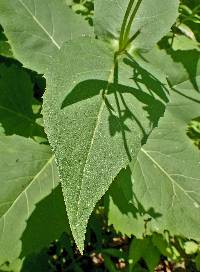 Silphium perfoliatum image