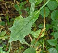 Lactuca floridana image