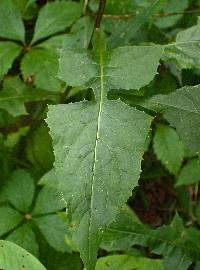 Lactuca floridana image
