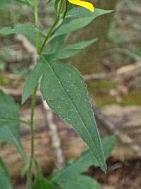 Rudbeckia triloba var. triloba image