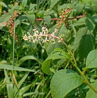 Phytolacca americana var. americana image