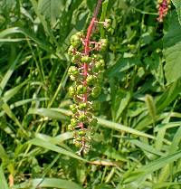 Phytolacca americana var. americana image