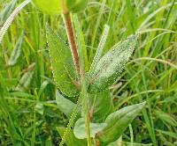 Helianthus mollis image