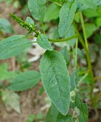 Amaranthus tuberculatus image