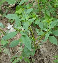 Amaranthus tuberculatus image
