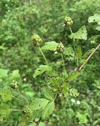 Rubus aboriginum image