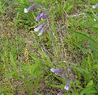 Penstemon hirsutus image