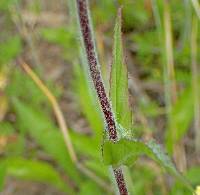 Penstemon hirsutus image