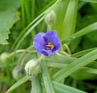 Tradescantia virginiana image